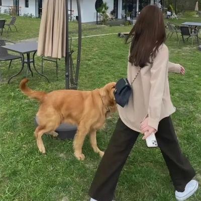 凶蝎